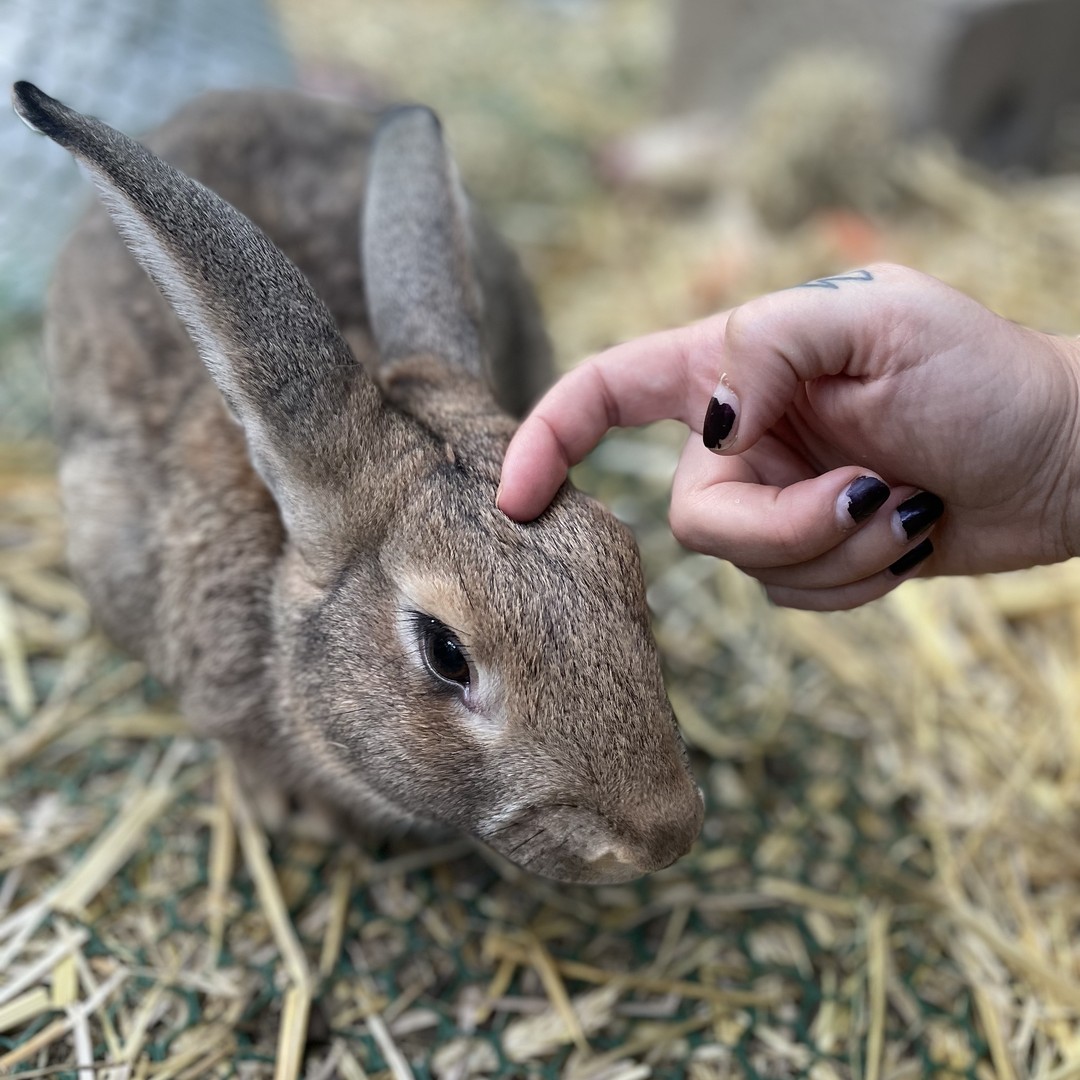 Inserimento nuovo coniglio | OrtoPunx